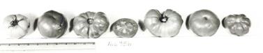 Click for 1 image(s) for this accession. FRUIT